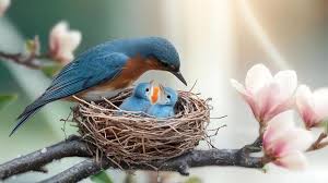 NestWing Birds