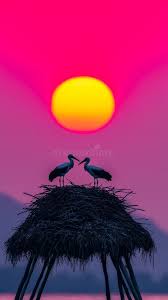 SkyNest Birds