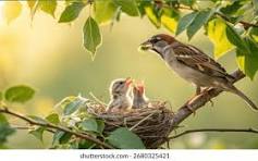 Sparrow Nest
