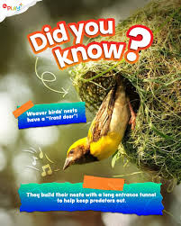 bird nest